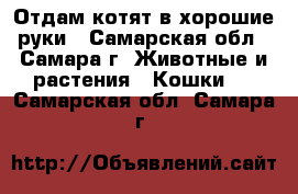 Отдам котят в хорошие руки - Самарская обл., Самара г. Животные и растения » Кошки   . Самарская обл.,Самара г.
